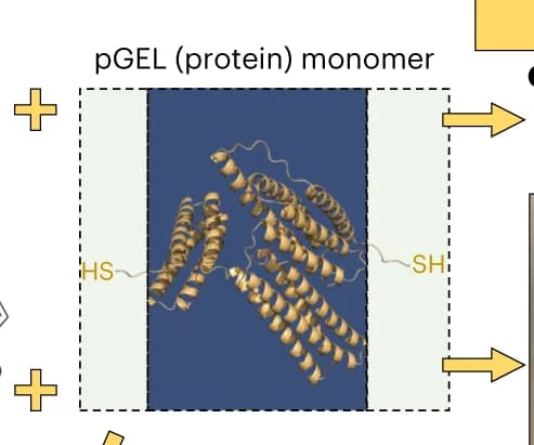 Open access visualization of Protein Structure, Workflow, pGEL, Folded State, Flexible Linkers