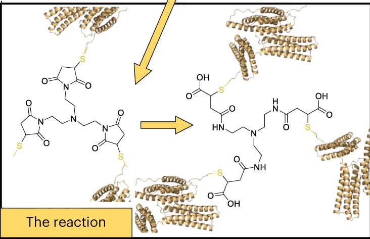 Open access visualization of Workflow, Illustration, Chemical Structure, pGEL Monomer, Reaction