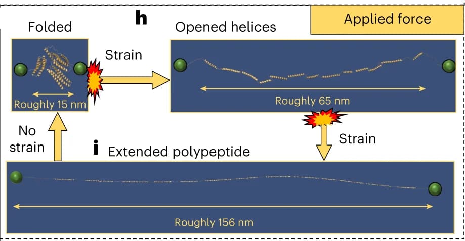 Open access visualization of Workflow, Illustration, pGEL, Folded State, Protein