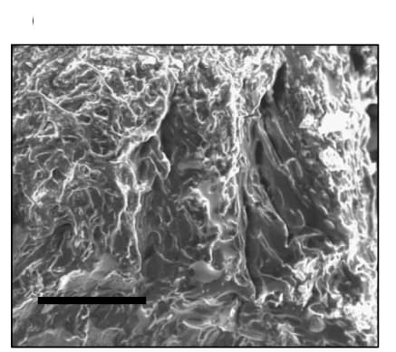 Open access visualization of Microscopy, SEM, TSAM, Porous network, Fiber structure