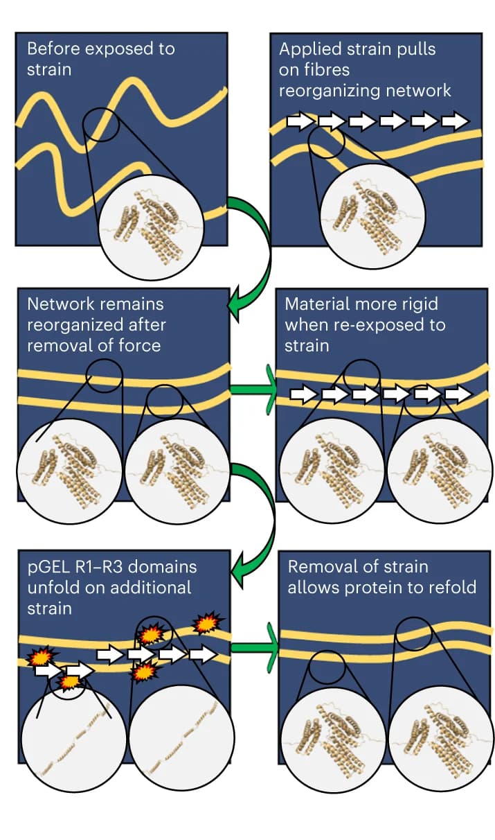 Open access visualization of Workflow, Illustration, Schematic summary, Oscillatory sweeps