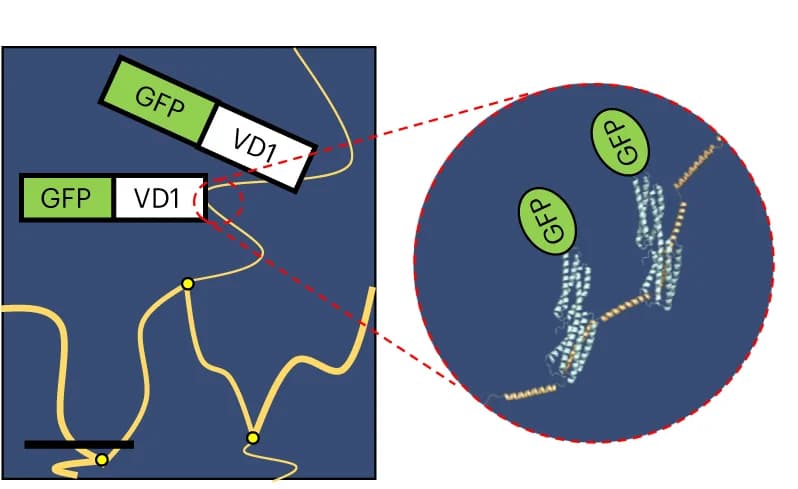 Open access visualization of Illustration, Workflow, GFP-VD1, TSAM Fibres, pGEL