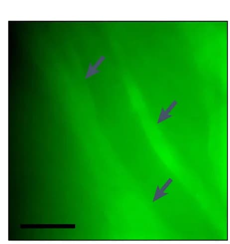 Open access visualization of Microscopy, Fluorescent Image, GFP-VD1, TSAM Fibres