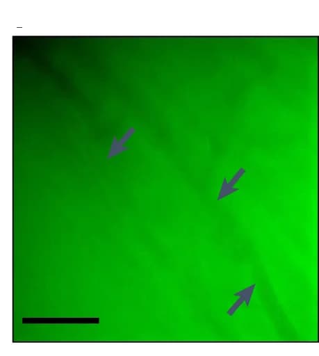 Open access visualization of Microscopy, Fluorescent Image, GFP, TSAM Fibres