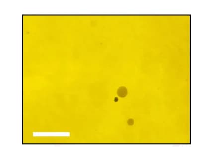 Open access visualization of Microscopy, Tape, Basalt Particles, TSAM