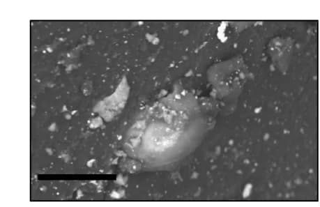 Open access visualization of Microscopy, SEM Image, Basalt Particle, TSAM