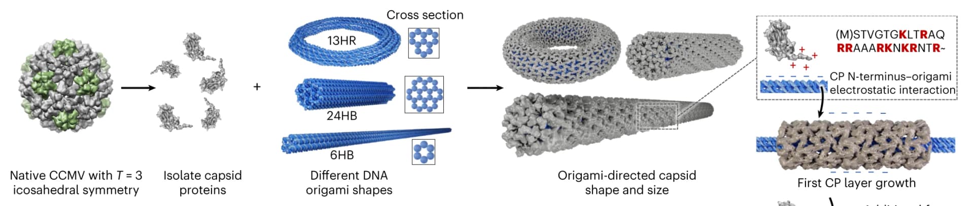 Open access visualization of Workflow, Illustration, CCMV, DNA Origami, Electrostatic Interactions
