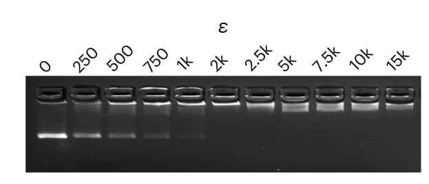 Open access visualization of Gel, EMSA, Electrophoretic Mobility, 6HB, CPs