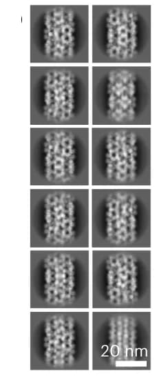 Open access visualization of Microscopy, 2D Class Averages, DNA Origami