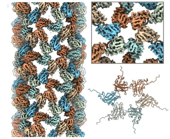 Open access visualization of Protein Structure, Cryo-EM, Atomic Model, Hexamer, DNA Origami
