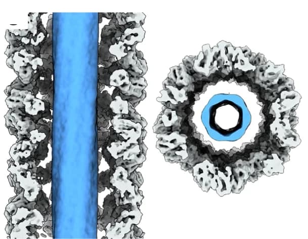 Open access visualization of Protein Structure, 3D Plot, Cross Section, Top View, DNA Origami