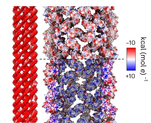 Open access visualization of Protein Structure, Chemical Structure, Electrostatic Potential, Protein Surface, DNA Origami