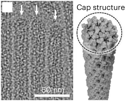 Open access visualization of Microscopy, Protein Structure, Cryo-EM, 6HB-2k Tubes, Cap Structure