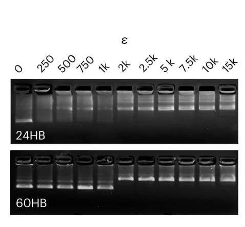 Open access visualization of Gel, EMSA, Electrophoretic Mobility, DNA Origami