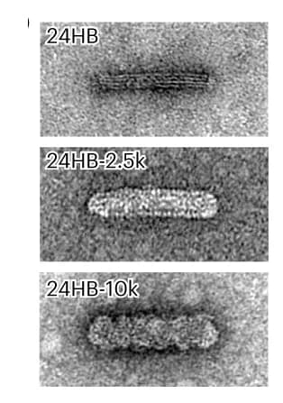 Open access visualization of Microscopy, Negative-Stain TEM, DNA Origami, Complexed Structures