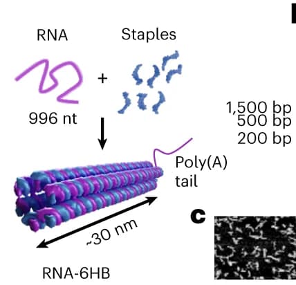 Open access visualization of Workflow, Illustration, Microscopy, RNA-DNA hybrid origami, RNA