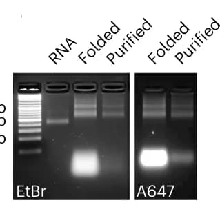 Open access visualization of Gel, AGE, Ethidium bromide, Alexa647, Folding
