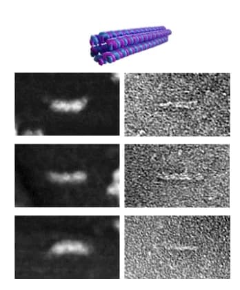 Open access visualization of Microscopy, 3D Plot, Folded structures, AFM, Negative-stain TEM
