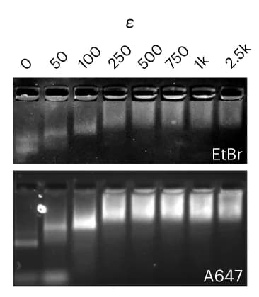 Open access visualization of Gel, EMSA, RNA-6HB, Electrophoretic mobility, EtBr