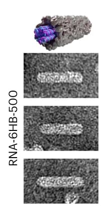 Open access visualization of Microscopy, Photo, Negative-stain TEM, RNA-6HB, Complex