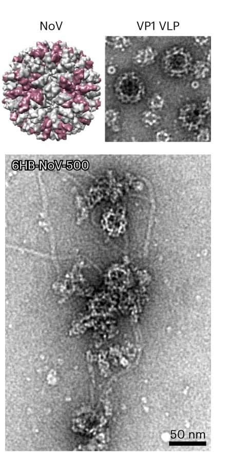 Open access visualization of Microscopy, Protein Structure, NoVLPs, TEM, VP1 units