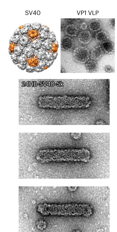 Open access visualization of Microscopy, VLPs, VP1, SV40, TEM