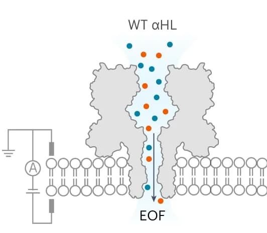 Open access visualization of Illustration, Trx-linker octamers, alphaHL, HEPES, KCl