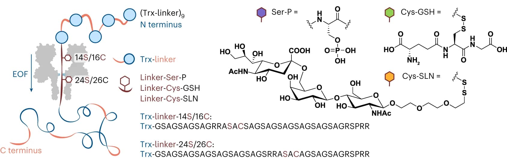 Open access visualization of Chemical Structure, Illustration, Trx-linker nonamers, Charge-selective nanopore, RRASAC sequence