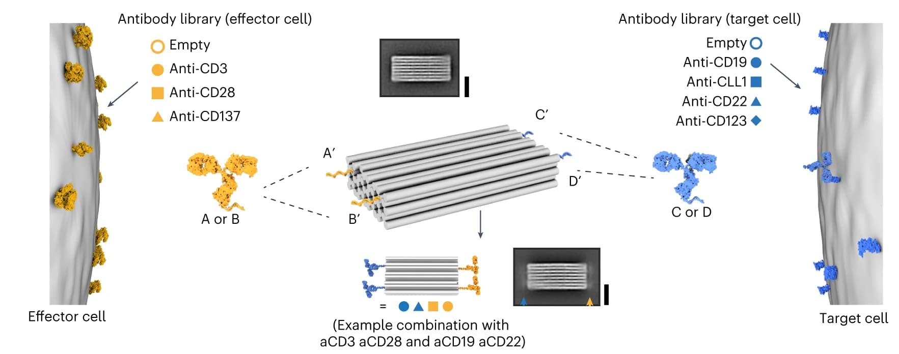 Open access visualization of Illustration, Workflow, Multispecific Antibody, Antibody-DNA Conjugates, DNA Handles
