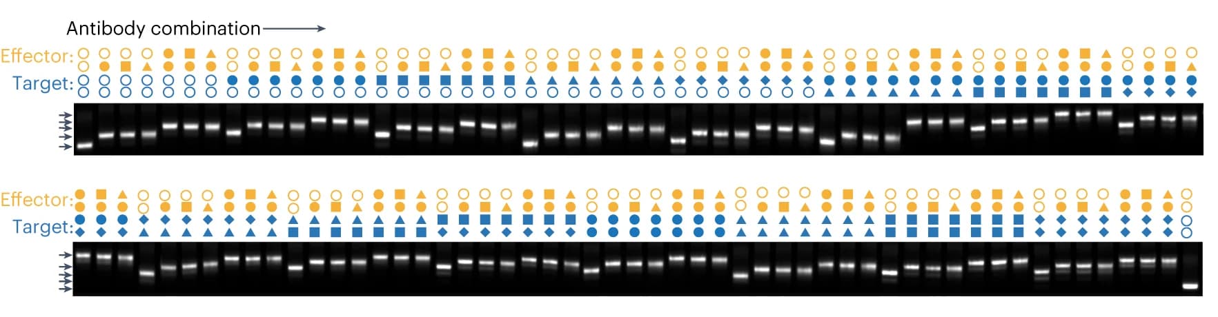 Open access visualization of Gel, Agarose Gels, Electrophoresis, Antibody Combinations, DNA Origami