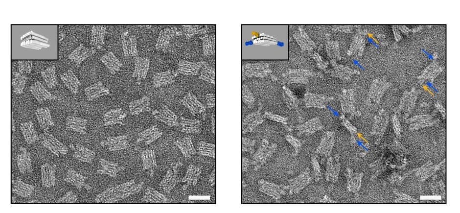 Open access visualization of Microscopy, TEM Image, Antibody, F(ab) Fragment, Scale Bar