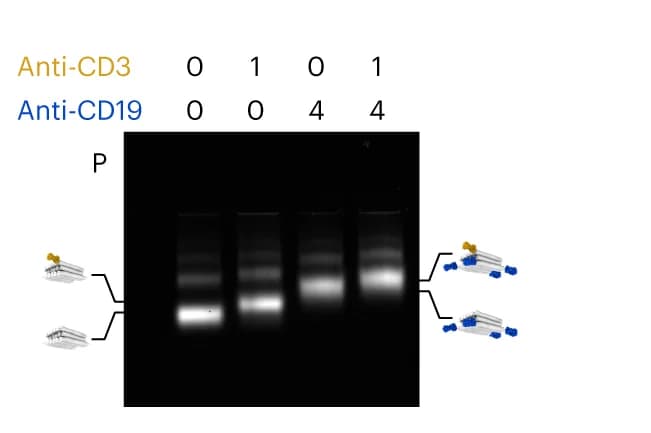 Open access visualization of Gel, Agarose Gel, Electrophoresis, F(ab) Fragment, Antibody