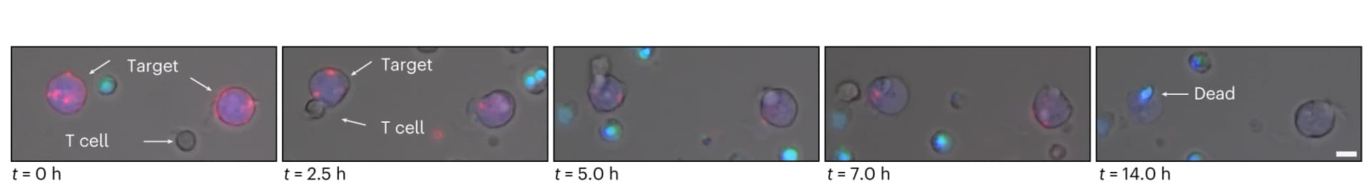 Open access visualization of Microscopy, Photo, Live-Cell Fluorescence Microscopy, A20 Cells, Splenocytes
