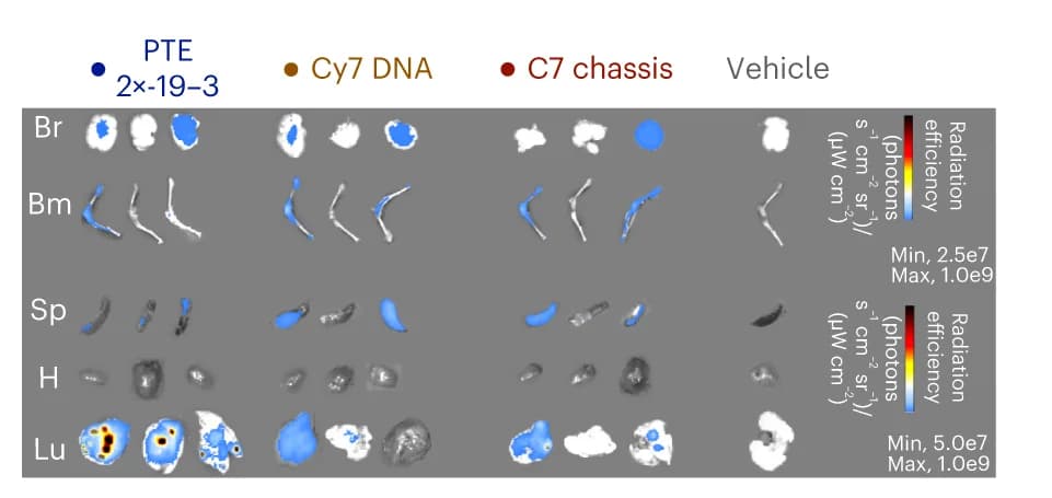 Open access visualization of Microscopy, IVIS, Fluorescence Images, Organs, Excreta