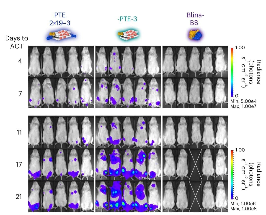 Open access visualization of Microscopy, Luminescence Images, Mice, Luciferin, NALM-6-GFP-luc Tumor Cells
