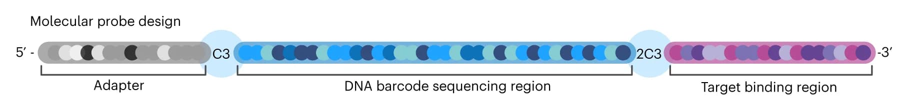 Open access visualization of Illustration, Barcoded Probe, Y-adapter, Motor Protein, Barcode Region