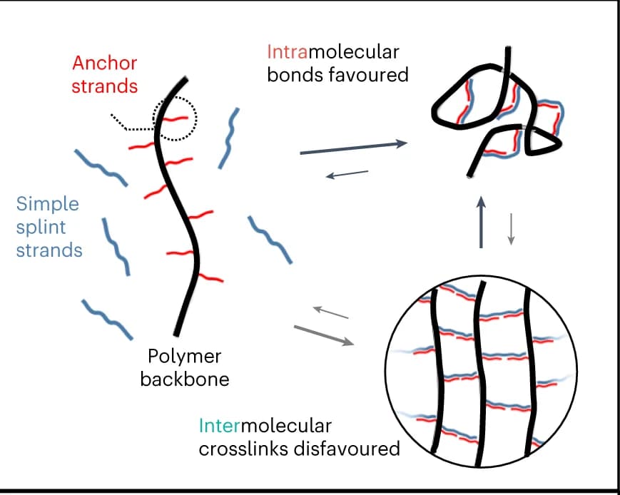 Open access visualization of Illustration, Workflow, Intramolecular Crosslinks, High-Molecular-Weight Polymers, Crosslinking Efficiency