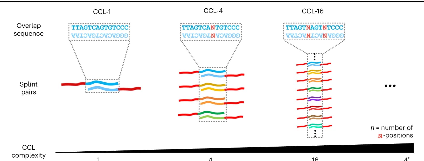 Open access visualization of Illustration, CCLs, Ambiguous Bases, Overlap Domain