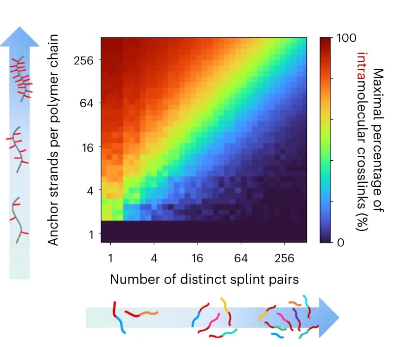 Open access visualization of Heatmap, Statistical Simulation, Intramolecular Crosslinks, CCL Complexity, Anchor Strands