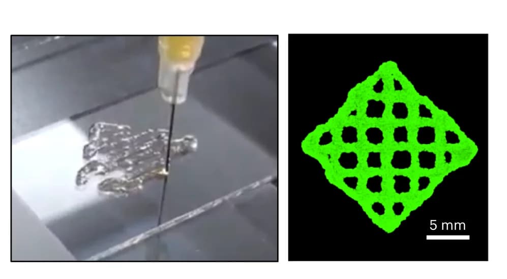 Open access visualization of Photo, Grid, BioScaffolder, SYBR Gold, Imaging