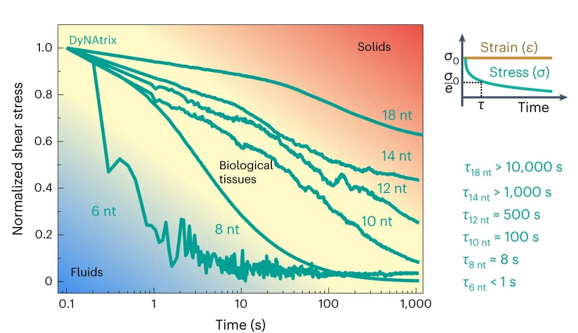 Open access visualization of Line Plot, Stress-relaxation curves, Shear stress, Stress relaxation times, Maxwell model