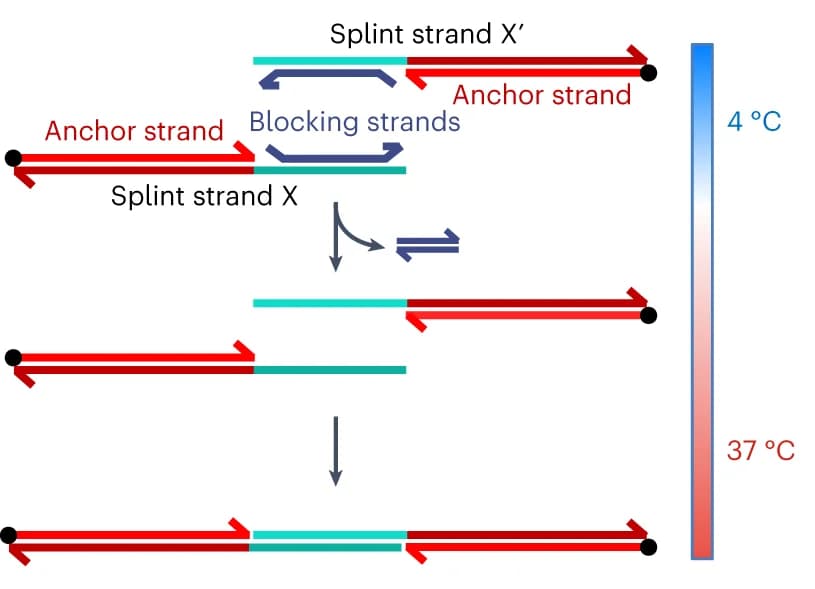 Open access visualization of Workflow, Flowchart, Illustration, HACs, Binding Mechanism