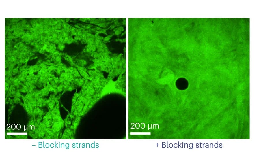 Open access visualization of Microscopy, Confocal Microscopy, Images, Cross-Section, DyNAtrix