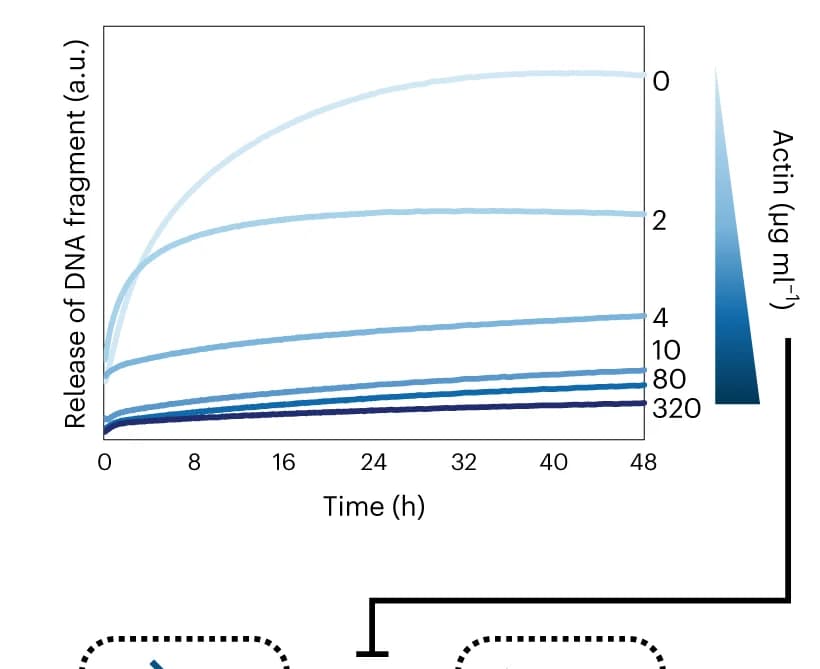 Open access visualization of Line Plot, Digestion experiment, DNase I, Actin, Cy5 Emission