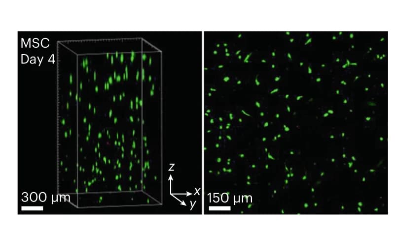 Open access visualization of Microscopy, Live/dead staining, MSCs, DyNAtrix, Calcein AM
