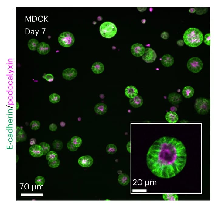 Open access visualization of Microscopy, MDCK Cysts, DyNAtrix, E-cadherin, Podocalyxin