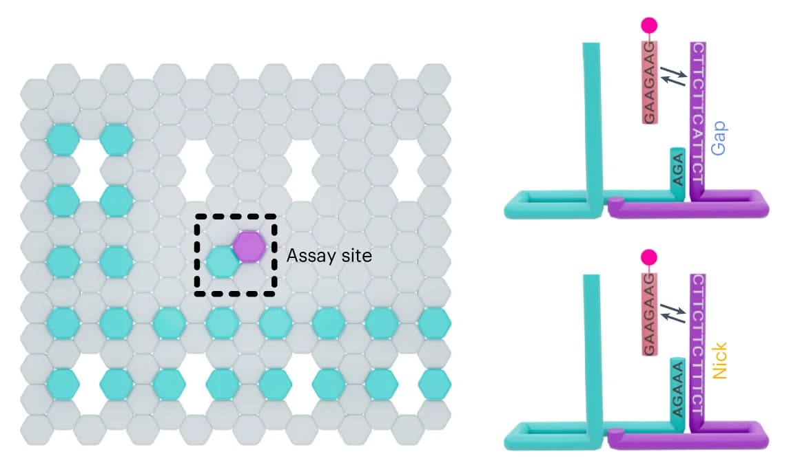 Open access visualization of Illustration, Origami Layout, L-shaped Grid, Assay Site, Base-stacking Interactions