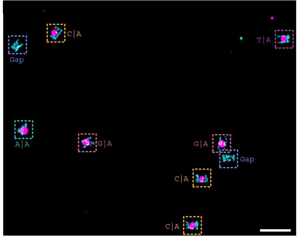 Open access visualization of Microscopy, Grid Shapes, Atto647N Imager, Cy3B Imager, Field of View