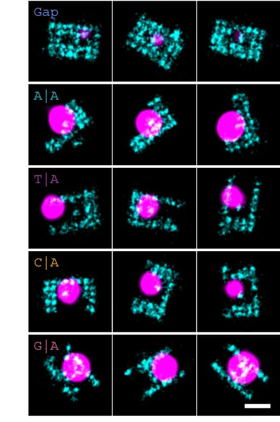 Open access visualization of Microscopy, Origami Grids, Assay Site