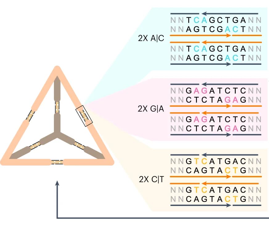 Open access visualization of Workflow, Illustration, Tetrahedron structure, Sequences, Arms